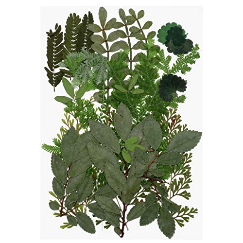 Milisten Dried Leaves Dried Flowers Real Dried Pressed Leaves Mixed Multiple Colorful Dry Leaves Flowers for Resin Art Craft DIY Accessories ( Style 1)