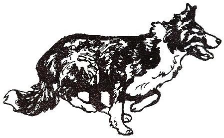 Perro – sellos de goma borde collie-3e tamaño: 2 – 1/4" de ancho x 1 – 1/4" de alto