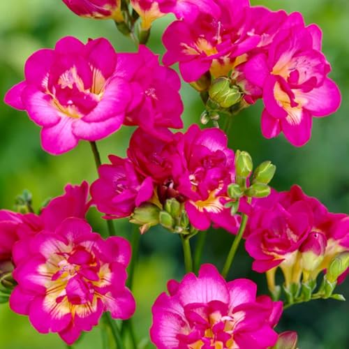 Freesia Purple Rain Flower Bulbs for Fall Planting – Sweetly Fragrant Freesia Bulbs, Easy to Grow Spring Blooms, Ideal Fall Bulbs for Planting Perennial & Containers