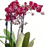 Zoom IMG-1 powers to flowers orchidea phalaenopsis Zoom IMG-1 powers to flowers orchidea phalaenopsis
