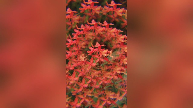 NEEWER Filtre à prisme kaléidoscope de 67 mm, filtre à effet de