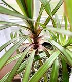 RedCrocus - RedCrocus Dragon Tree Dracaena marginata Bush- Indoor & Outdoor Decor, Pet Safe, Easy Care, Elegant Evergreen with Sword-Shaped Leaves, Well-Draining Soil Friendly 10" Pot