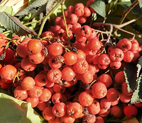 Artländer Pflanzenhof Edulis Eberesche 120-140cm