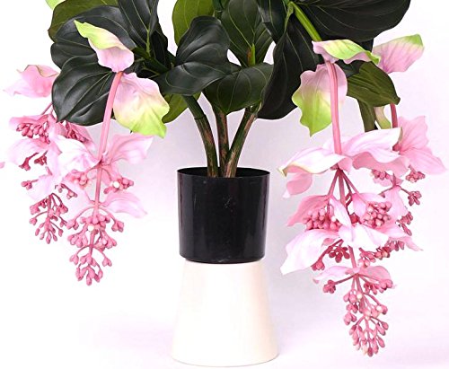 Künstliche Medinilla Tropen Kunstpflanze mit 4 rosa Blüten, 80cm hoch - Exotische Tropische Zierpflanze Medinille