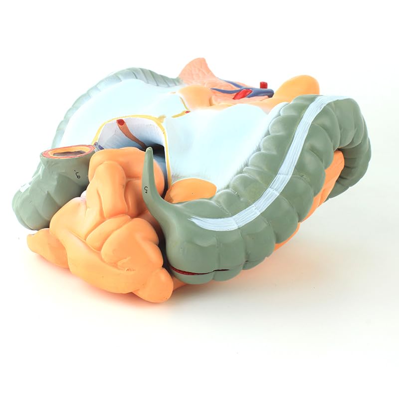 Life-Size Human Intestine Anatomy Model - Colon with Small Intestine, Detachable Digestive System Organ for Medical Education and Study