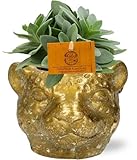 Senecio Cephalophorus Kreuzkraut – Zimmerpflanze...