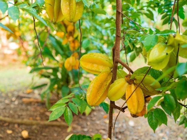 Golden Bloom Special Thai Sweet Star Fruit Plant (Kamranga) Healthy Variety Grafted Live Plant Pack Of 1 (B0CR1RQ836) Amazon Price History, Amazon Price Tracker