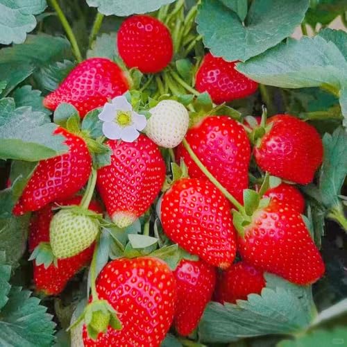 semi di fragola da balcone resistenti appartamento in esotica all'esterno decorative del 85pcs