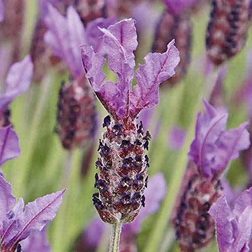 French Lavender plants, ready for The garden. 'Papillon'. Dwarf Lavender ideal for beds and borders. Perennial. 9cm Plant x 2. Available from Bedwen Plants