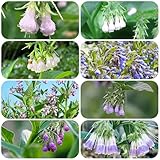 Beinwell samen - gartenpflanzen wildkräuter samen indoor garten exotische samen blumen balkon - Seltene pflanzen serie - Beinwell winterfeste pflanzen für kübel balkon hochbeet 650pcs