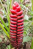 5 Seeds of Heliconia imbricata - Rare Tropical Plant