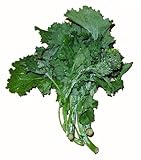 Kohl Cima di Rapa sessentina Samen