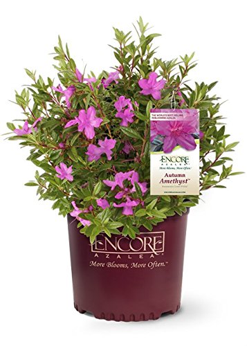 Autumn Amethyst Encore Azalea (2 Gallon) - Purple, Pink Flowering Shrub - Reblooming Rhododendron Plants #TOP1