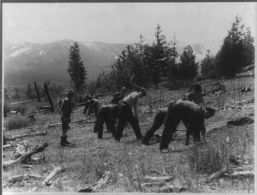 Photo: CCC,Civilian Conservation Corps planting tree seedlings