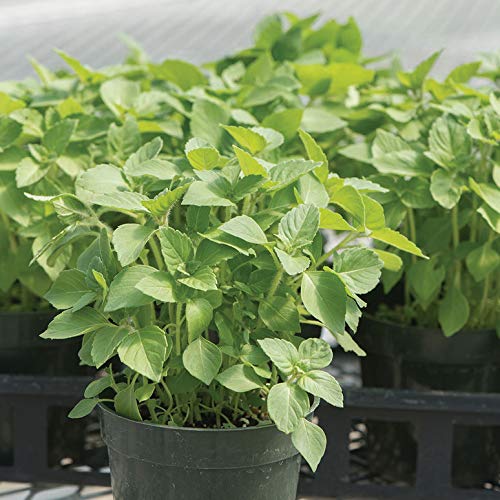 Gaea's Blessing Seeds - Holy Basil Seeds - Kapoor Temperate - Heirloom Non-Gmo - With Easy To Follow Planting Instructions - Tulsi Sacred Basil High Yield Non-Gmo 87% Germination Rate #TOP2