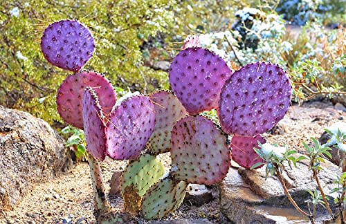 Lila-Rosa-Grn Opuntia chlorotica Santa Rita"Seeds" Cactus Pad  Feigenkaktus. (50) : Amazon.de: Garten