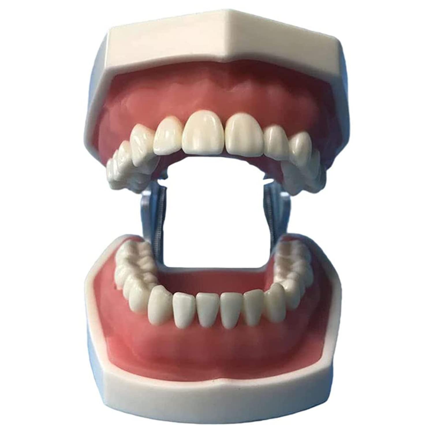 Winter Modelo de Dientes extraíbles de 32 Piezas, Modelo de Dientes tipodonto Dental, Modelo de práctica de Dentista, para higiene Dental, práctica de enseñanza y Estudio