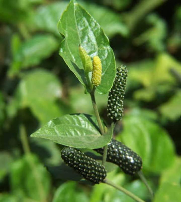 Long pepper thippili live plant (B0CYL8FX1W) Amazon Price History, Amazon Price Tracker