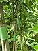 VELCRO Brand ONE-WRAP Garden Ties | Tree Ties and Plant Supports for Effective Growing | Extra Wide to Secure Trees and Larger Plants | Cut-to-Length | 18 feet x 2 inch roll | Green