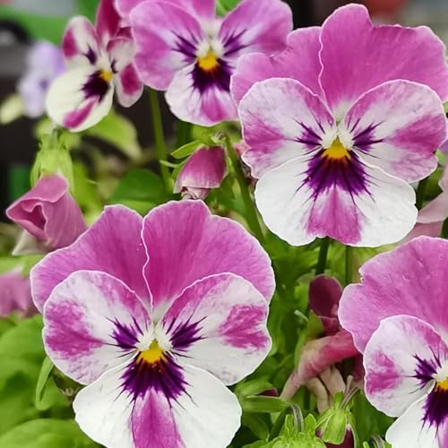 semillas de pensamiento - jardín balcón resistentes Decoración exteriores perennes 850pcs