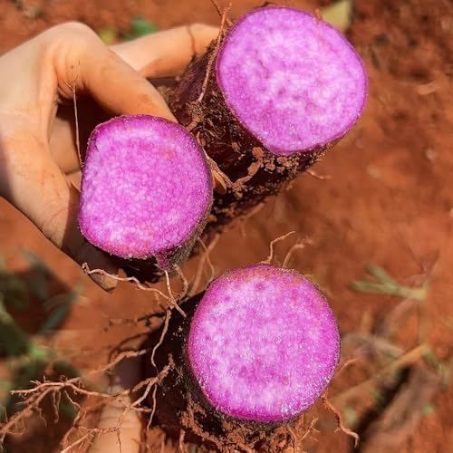 Semi di igname, semi di da giardino Dioscorea polistachia, ortaggi acquistare 80pcs