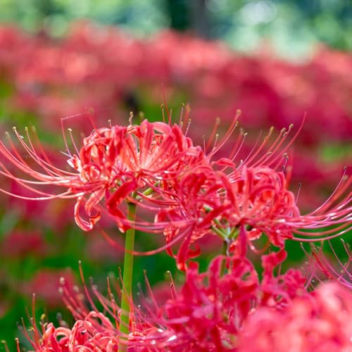 9 pz acquistare bulbi di fiori sanguigni - piante esotiche resistenti, bulbi di giglio di ragno, piante tappezzanti resistenti, piante da balcone resistenti, bulbo di fiori da giardino