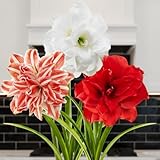 DUTCH BULBS EXCLUSIVE PLANTS FROM HOLLAND