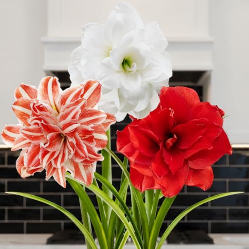 Amaryllis Zwiebel Gefüllte Kollektion - 3 Blumenzwiebeln in Großformat 26/28 - Exklusive Zwiebeln - Echte Pflanzen aus Holland - Hippeastrum (keine Samen Wachs und nicht künstlich)
