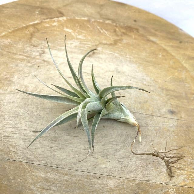 Amazon.co.jp: (現品) チランジア エディシアエ (No.20726) (エアー Amazon.co.jp: (現品) チランジア エディシアエ (No.20726) (エアー