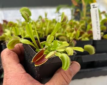 مصيدة الذباب فينوس Dionaea muscipula نبات آكل للحوم