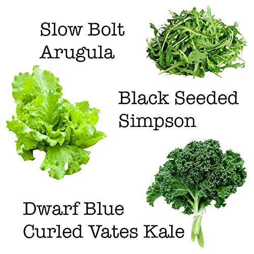 Lindsay Seed Spring Salad Mix- 10 Varieties of Lettuce, Spinach, Kale, Arugula 6000+ Seeds Non-GMO - Thumbnail 4