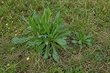 SaatPilot | Lactuca virosa | 100 Samen | Gift-Lattich
