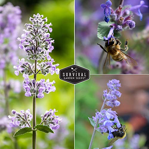 Survival Garden Seeds - Catnip Seed for Planting - Packet with Instructions to Plant & Grow Herbs for Your Cat Indoors or Outdoors in Your Home Vegetable Garden - Non-GMO Heirloom - Image 5
