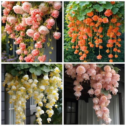 150+ Weeping Begonia Seeds | Cascading Hanging Flowers | Ornamental Garden & Basket Plant Seeds for...