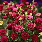 300+ Lisianthus Seeds Mixed Color Double Petal, Eustoma Grandiflorum, Thornless Roses Plants, Cut Flower Seeds for Home Garden Patio Container Planting