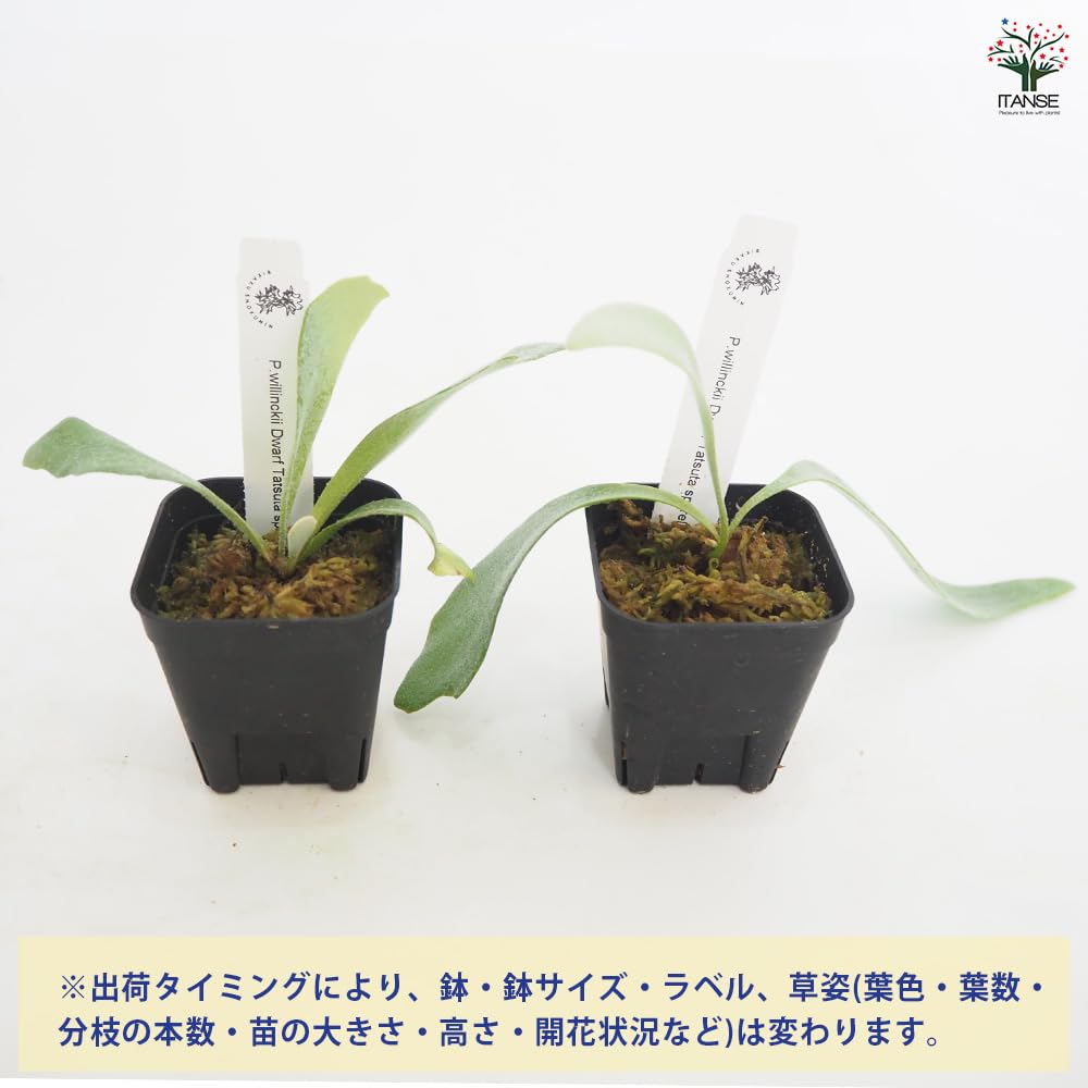 Amazon|ITANSE コウモリラン(ビカクシダ) 品種:ドワーフ Amazon|ITANSE コウモリラン(ビカクシダ) 品種:ドワーフ