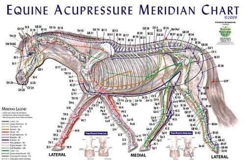 Equine Acupressure Meridian Composite Chart Horse (Lake Forest Anatomicals Vet Models)|Lake Forest Anatomicals Vet Models