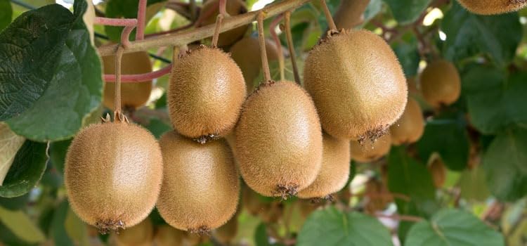 Image of Allison Kiwi Grafted Live Fruit Plant for Home Garden | Healthy Hybrid Kiwi Sapling | Suitable for Terrace, Outdoor & Balcony Gardening | Air Purifying, Fast Growing Vine
