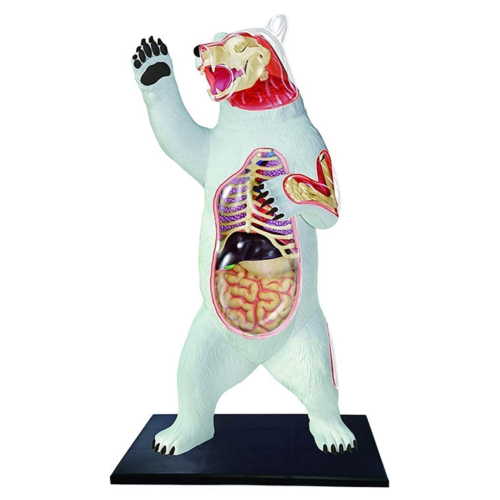 Modello di Studio Modello Educativo Modello di Anatomia Animale Modello Anatomico di Scheletro Dell'orso Modello di Struttura Dell'orso in Materiale Plastico per Materiale Didattico