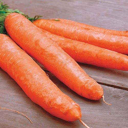 Park Seed Carrot Plant Seeds, Variety of Pack Sizes and Colors, Spring Garden, Little Finger Organic, Pack of 200