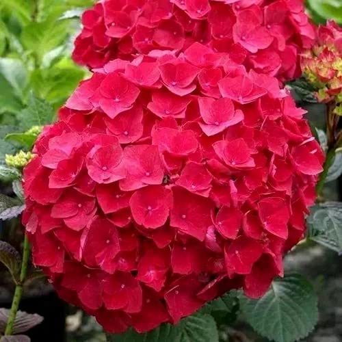 Schneeball Hortensien Die 15 besten Produkte im Vergleich