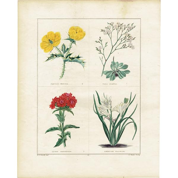 Amazon.co.jp: イギリスアンティーク ボタニカルアート ボタニック