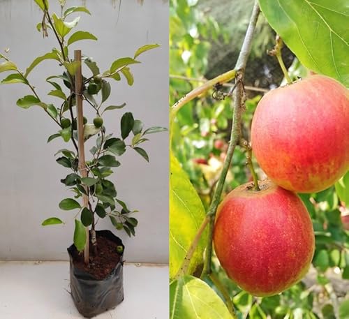 Image of Combo 2 inch Darjeeling Orange Live Plant + Seedless Apple Ber Plant Grafted Hybrid Jujube Live Jujube'Fruit Plant' 1.5-3 Feet Height Live Plant For Home Garden