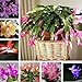Produktbild Schlumbergera-Samen, Kaktus-Blumentopf, Bonsai, Garten, reinigende Luftpflanze, Schlumbergera-Samen für Frauen, Männer, Kinder, Anfänger, Gärtner, Geschenk, 20 Stück