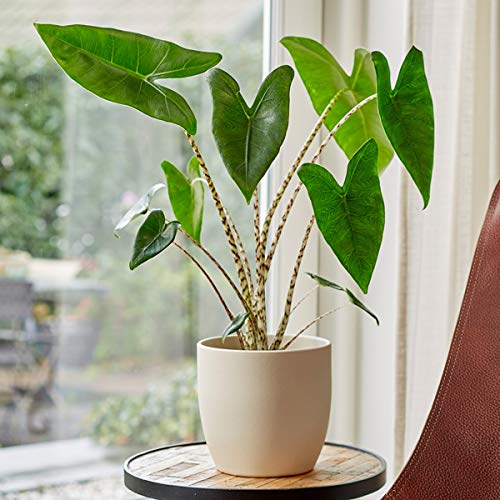 Plant Theory 60cm Alocasia Zebrina Houseplant Elephant's Ears Striped Stem 17cm Pot