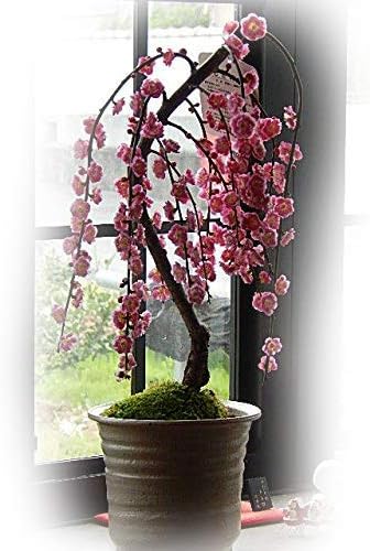 Amazon しだれ梅 梅盆栽 かわいいしだれ梅の お花です 観葉植物 オンライン通販