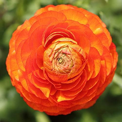 Amazon ラナンキュラス ハナキンポウゲ 花金鳳花 ガーデニング 簡単な植え付け 球根 赤い 花