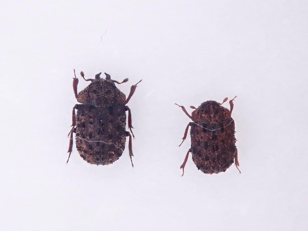 マダラクワガタ ペア