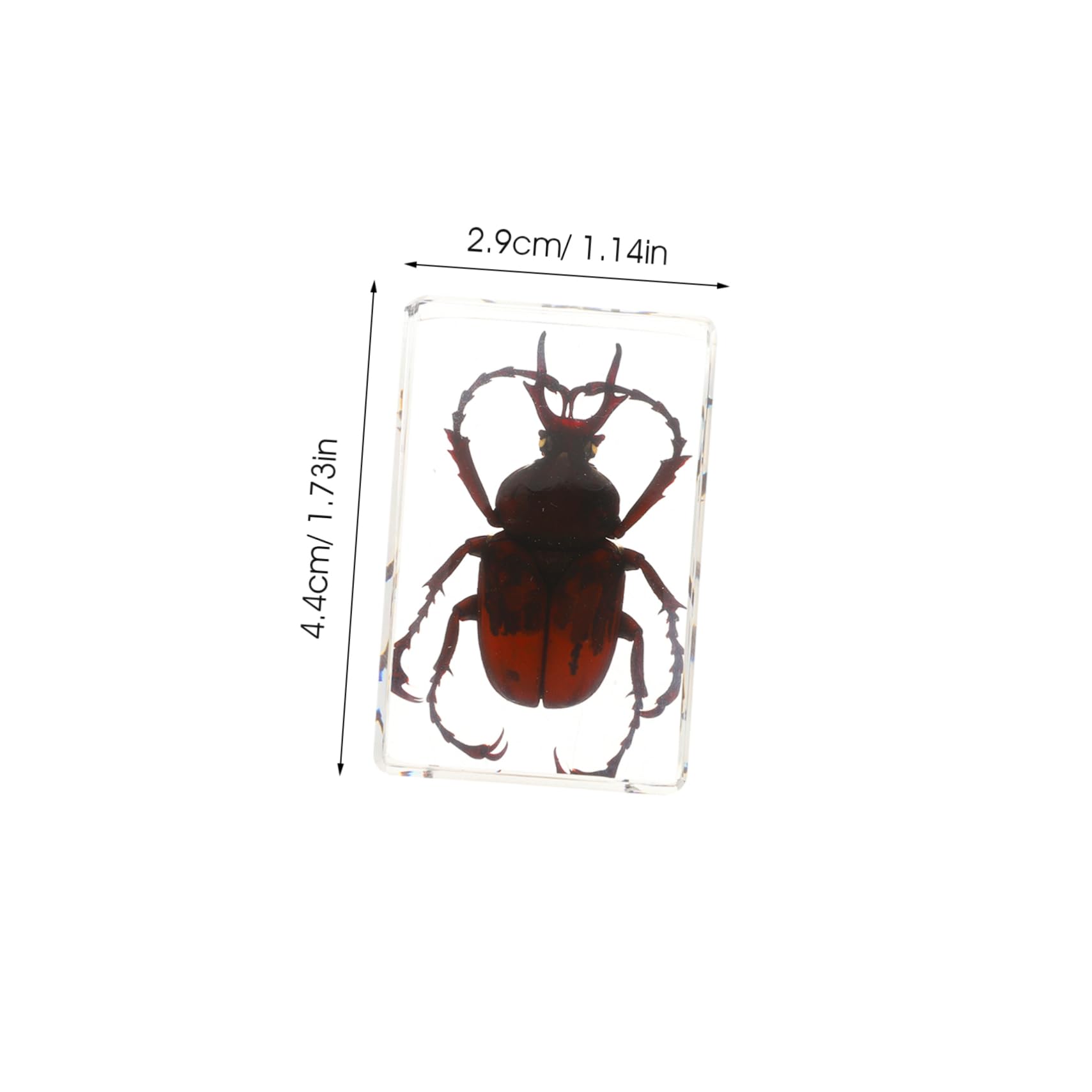 標本、昆虫、カブトムシ、サソリ、クモ Amazon | TOYMYTOY 樹脂製 昆虫標本 6個セット カブトムシ クモ サソリ