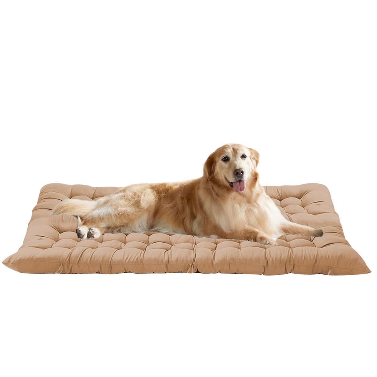 Matelas apaisant pour chien beige au salon lit lavable grand confort